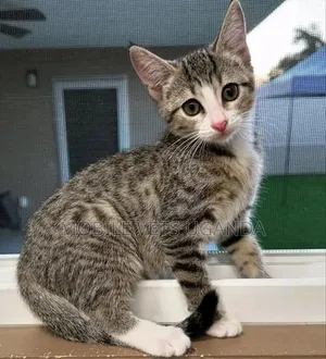 3-6 months Male Purebred Manx