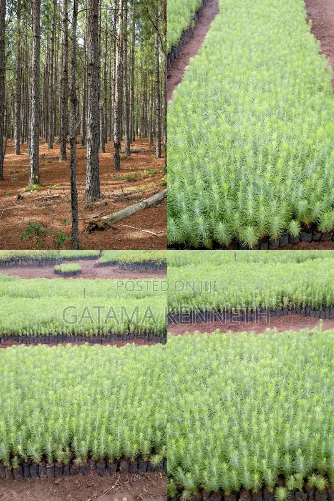 Pine (Pinus Caribea) Seedlings