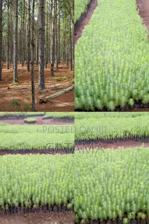 Pine (Pinus Caribea) Seedlings