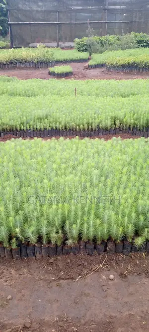 Pine (Pinus Caribea) Seedlings