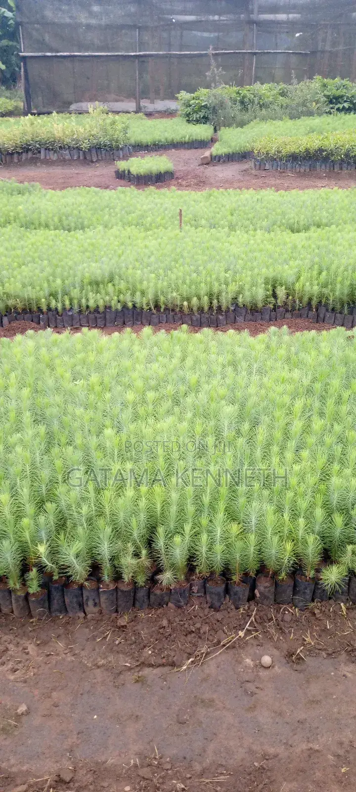 Pine (Pinus Caribea) Seedlings