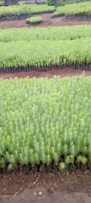 Pine (Pinus Caribea) Seedlings