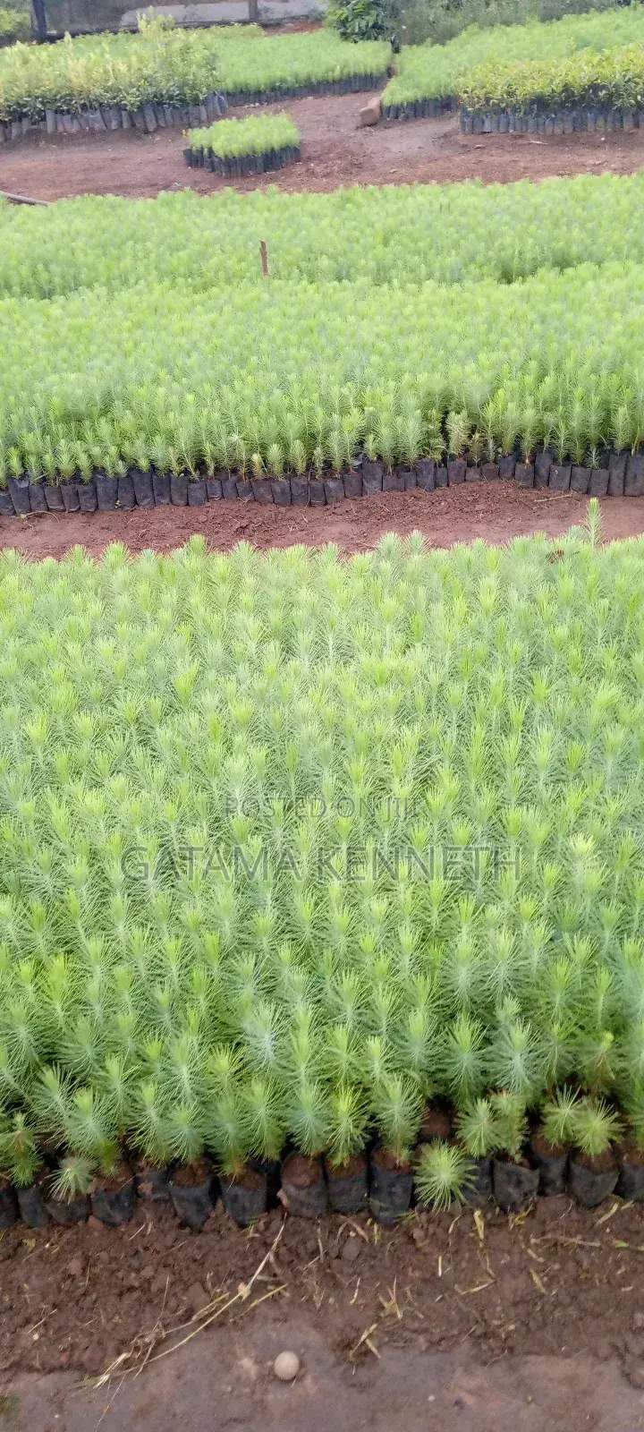 Pine (Pinus Caribea) Seedlings
