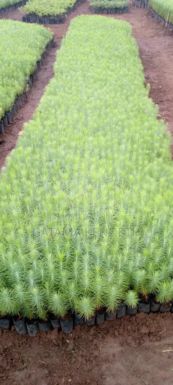 Pine (Pinus Caribea) Seedlings