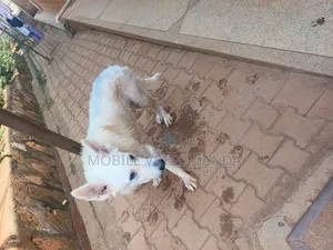 3-6 months Female Purebred German Shepherd