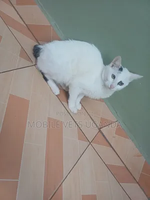 3-6 months Female Purebred Bombay