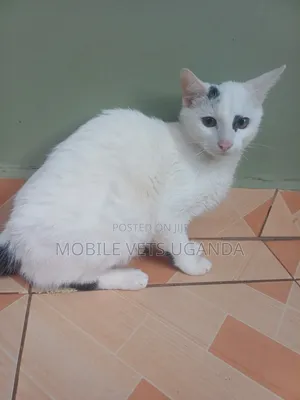 1-3 months Male Purebred Egyptian Mau