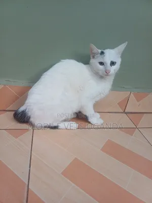 6-12 months Male Purebred Nebelung