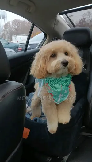 1-3 months Male Purebred Maltese