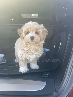 1-3 months Female Purebred Maltese