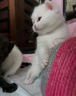 1-3 months Female Purebred Persian