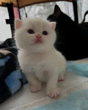1-3 months Male Purebred Persian