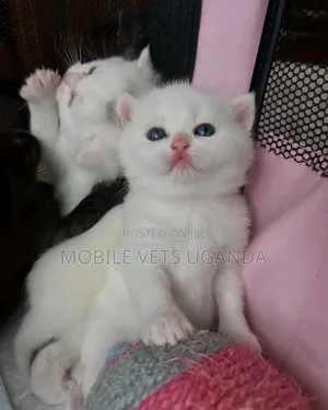 0-1 month Male Purebred American Shorthair