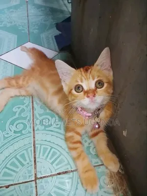 3-6 months Female Purebred Somali