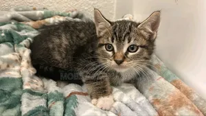 1-3 months Male Purebred Balinese
