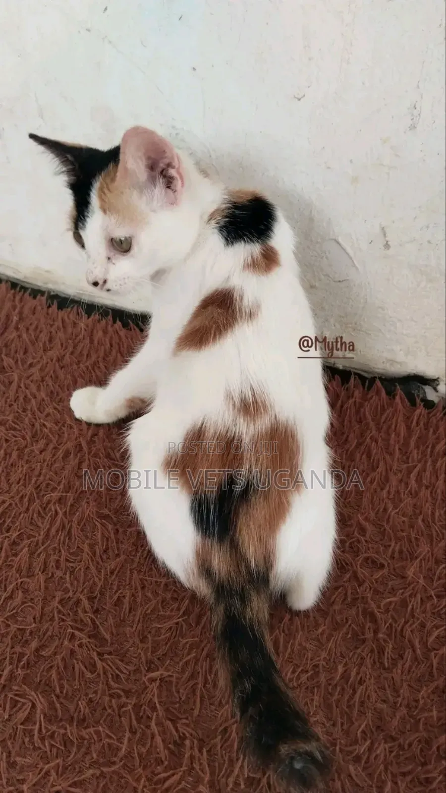 1-3 months Female Purebred Exotic
