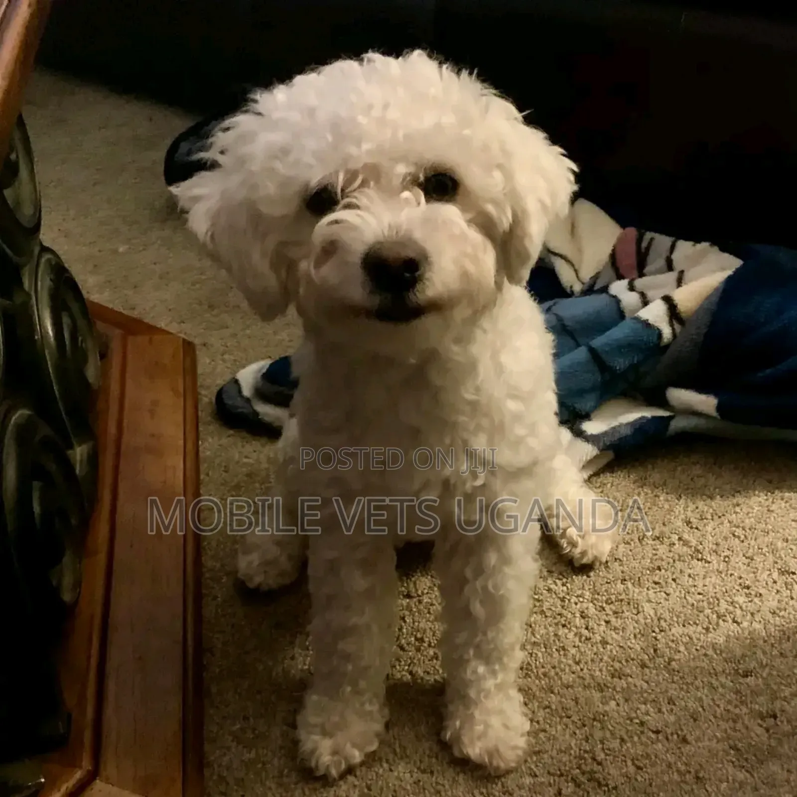 1-3 months Male Purebred Maltese