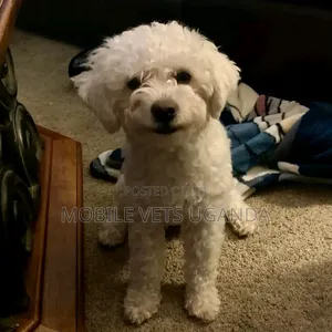 1-3 months Male Purebred Maltese