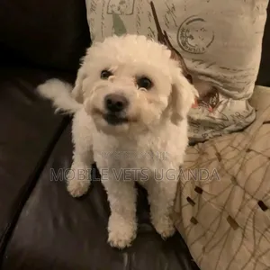3-6 months Female Purebred Maltese