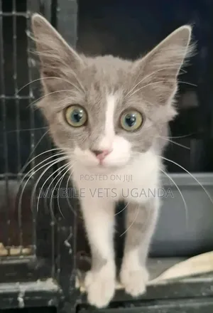 3-6 months Male Purebred American Bobtail