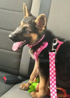 3-6 months Male Purebred German Shepherd