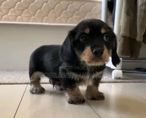 0-1 month Male Purebred Dachshund