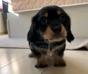 1-3 months Female Purebred Dachshund