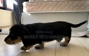 1-3 months Male Purebred Dachshund