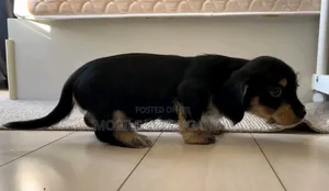 1-3 months Male Purebred Dachshund