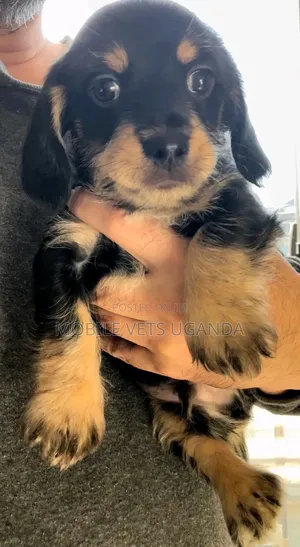 0-1 month Female Purebred Dachshund