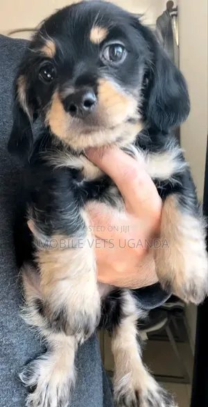 1-3 months Female Purebred Dachshund