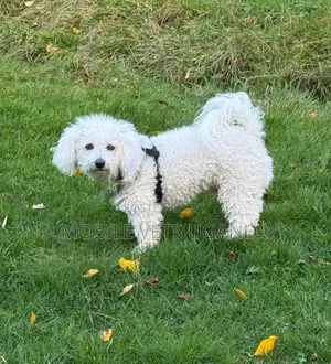 6-12 months Male Purebred Maltese