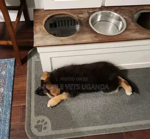 3-6 months Female Purebred German Shepherd