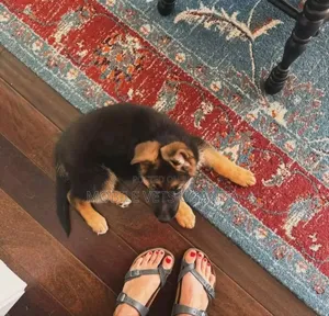 1-3 months Male Purebred German Shepherd