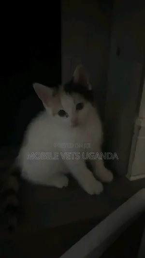 1-3 months Male Purebred Exotic