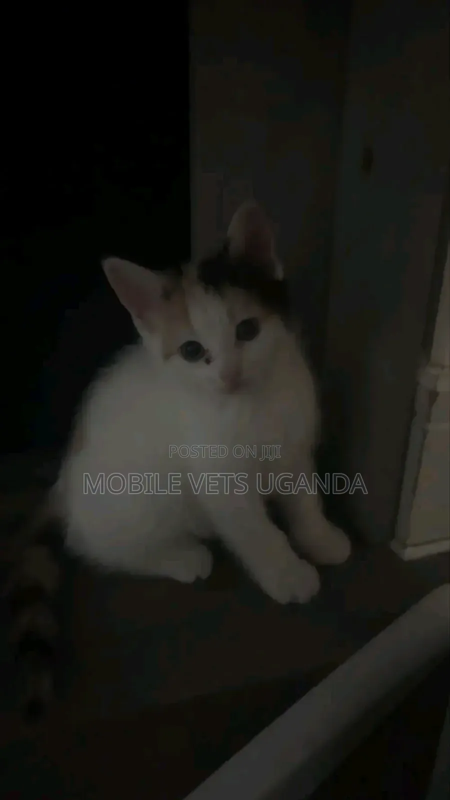 1-3 months Male Purebred Exotic