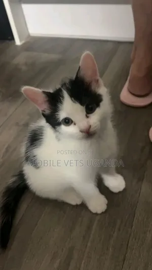 3-6 months Male Purebred Singapura