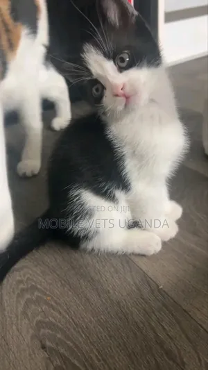 1-3 months Male Purebred Turkish Van