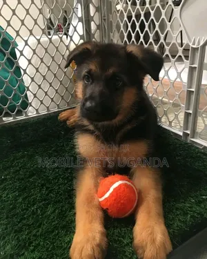 3-6 months Male Purebred German Shepherd