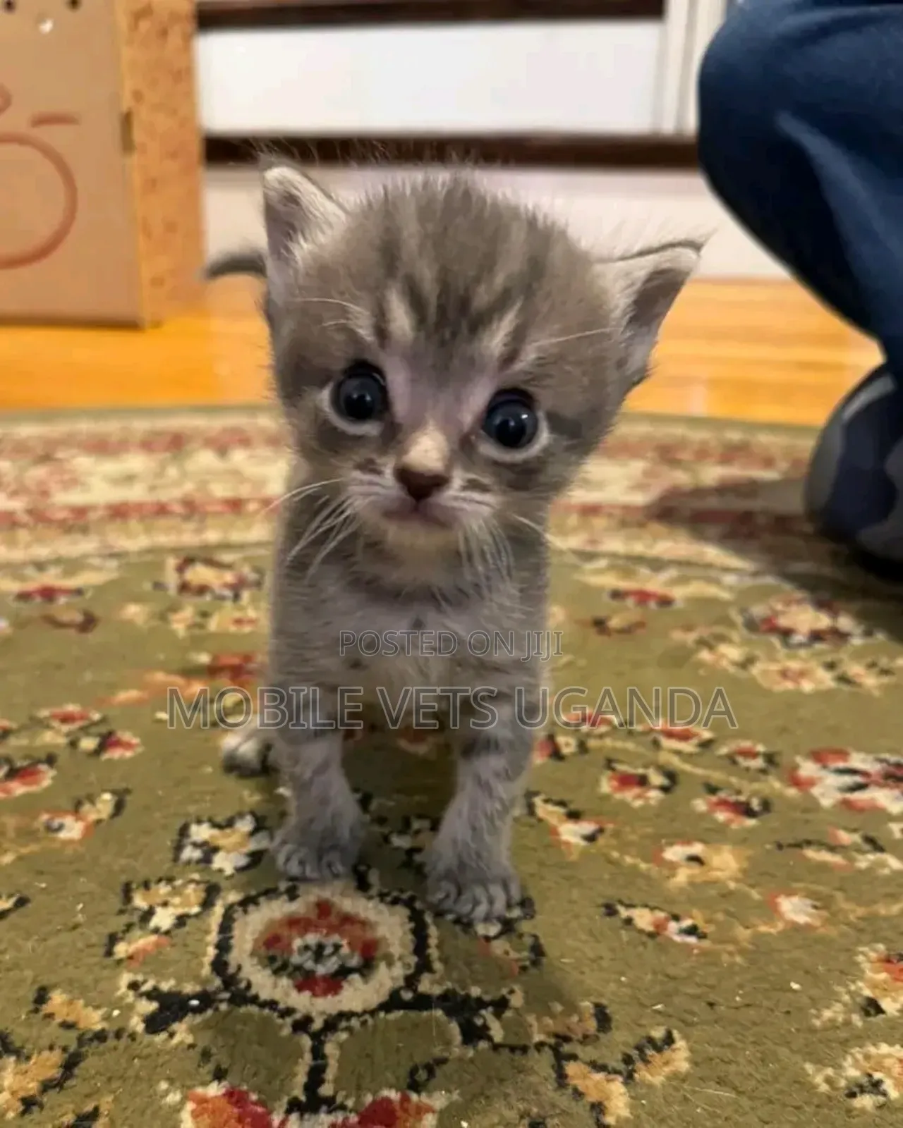 1-3 months Female Purebred American Bobtail