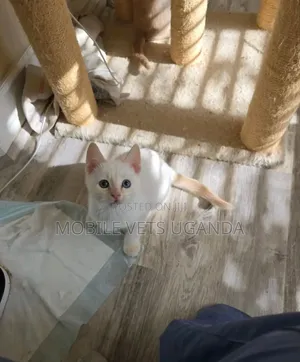 1-3 months Male Purebred American Bobtail