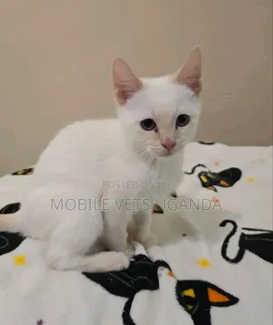 1-3 months Female Purebred Tonkinese