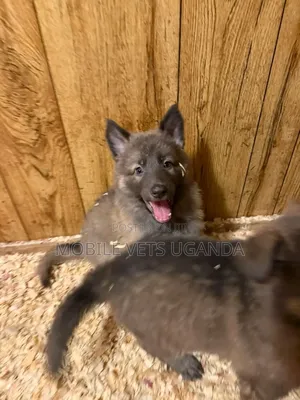 1-3 months Female Purebred German Shepherd