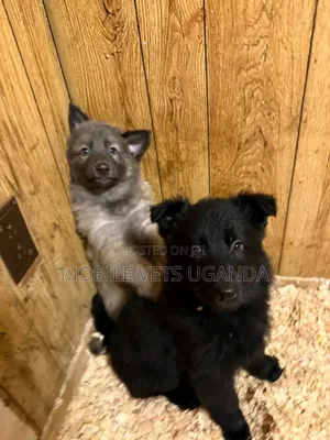 1-3 months Male Purebred German Shepherd