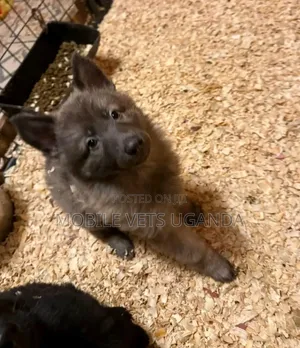 3-6 months Male Purebred German Shepherd