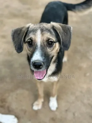 6-12 months Female Mixed Breed German Shepherd