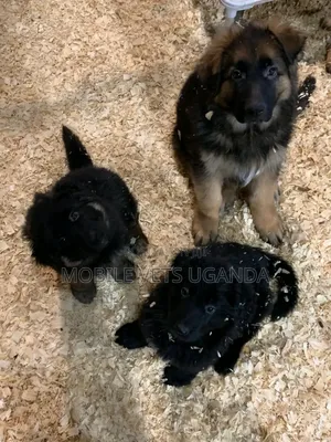 1-3 months Female Purebred German Shepherd