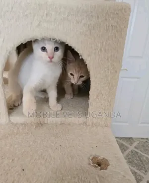 1-3 months Female Purebred Birman