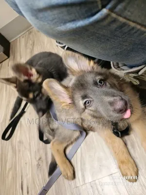 3-6 months Male Purebred German Shepherd