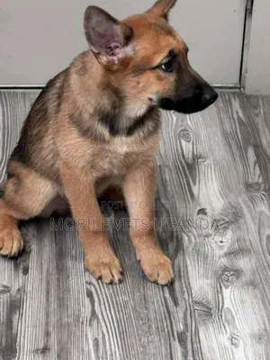 0-1 month Female Purebred German Shepherd